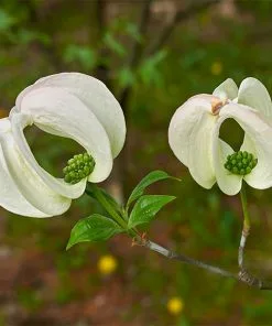 Fast Growing Trees Mexican Flowering Dogwood Tree Dogwood Trees