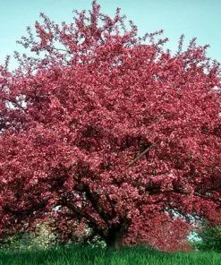 Fast Growing Trees Crabapple Trees Profusion Crabapple Tree 8 Fast Growing Trees Crabapple Trees Profusion Crabapple Tree