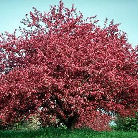 Fast Growing Trees Crabapple Trees Profusion Crabapple Tree 5 Fast Growing Trees Crabapple Trees Profusion Crabapple Tree