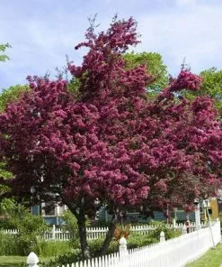 Fast Growing Trees Crabapple Trees Profusion Crabapple Tree