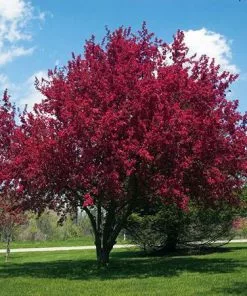 Fast Growing Trees Crabapple Trees Profusion Crabapple Tree 9 Fast Growing Trees Crabapple Trees Profusion Crabapple Tree