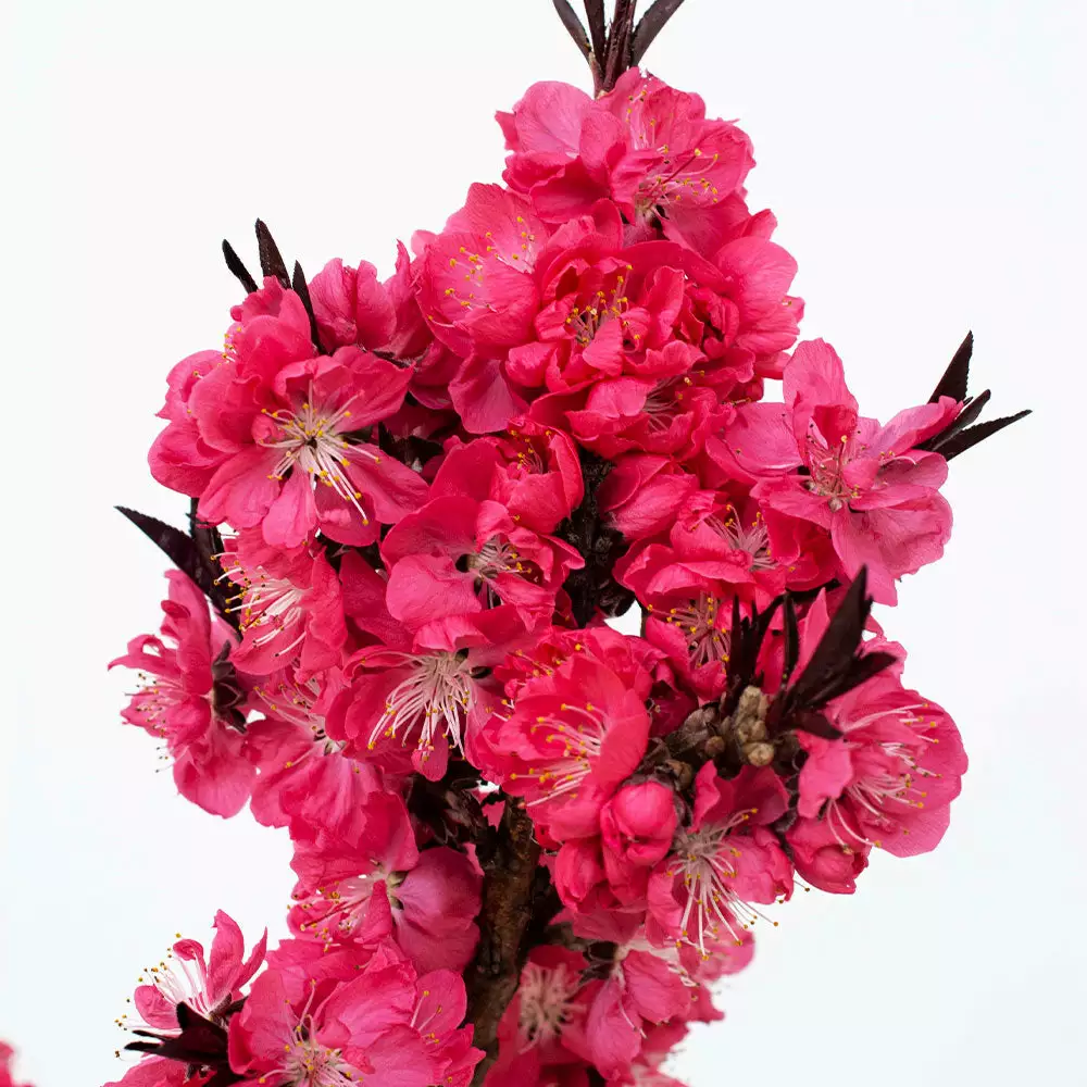 Fast Growing Trees Ruby Ruffle™ Patio Peach Tree Shop Indoor & Patio Fruit 5 Fast Growing Trees Ruby Ruffle™ Patio Peach Tree Shop Indoor & Patio Fruit
