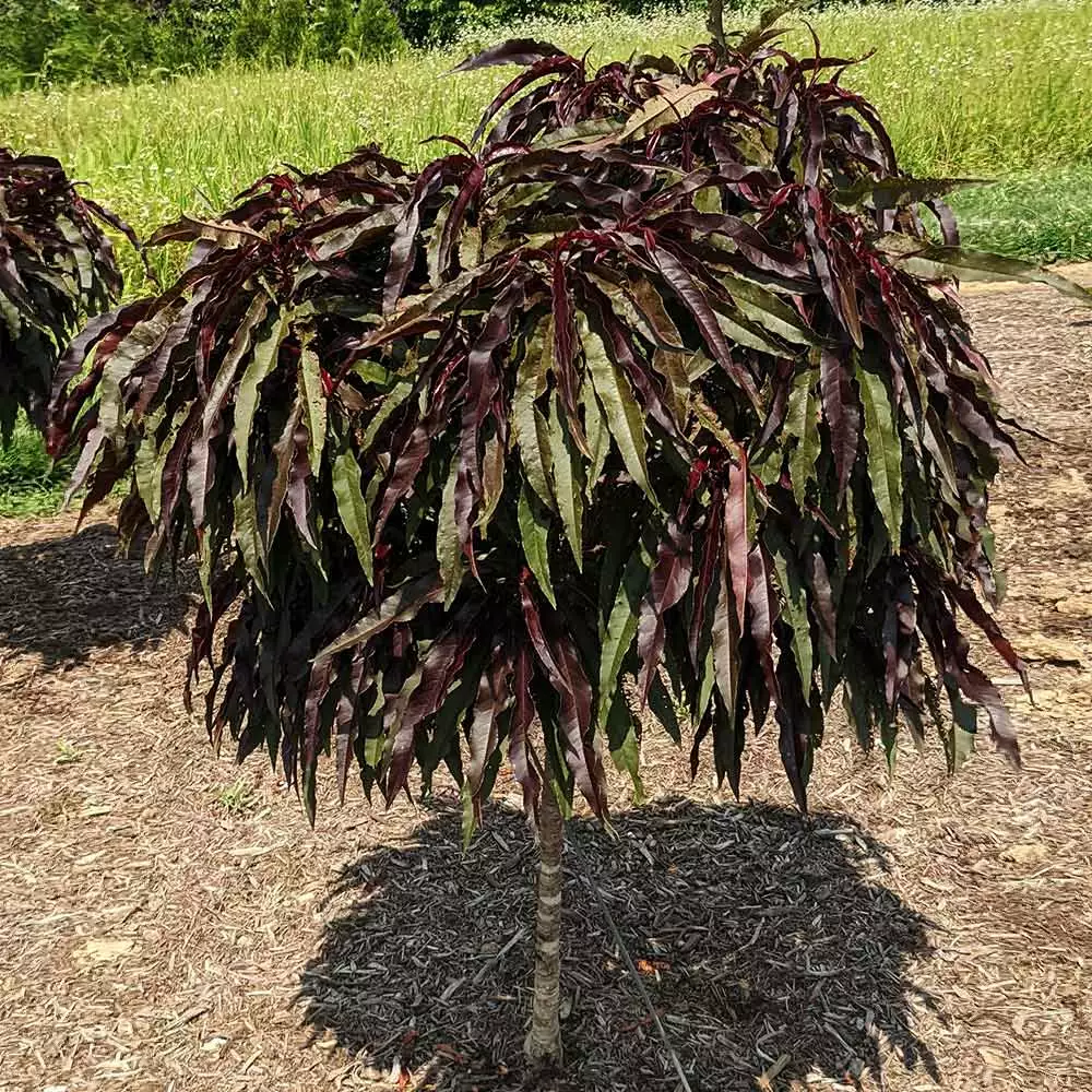 Fast Growing Trees Ruby Ruffle™ Patio Peach Tree Shop Indoor & Patio Fruit 6 Fast Growing Trees Ruby Ruffle™ Patio Peach Tree Shop Indoor & Patio Fruit