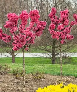 Fast Growing Trees Ruby Ruffle™ Patio Peach Tree Shop Indoor & Patio Fruit