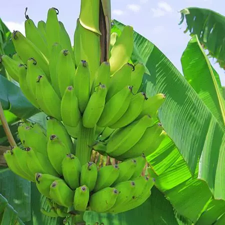 Fast Growing Trees Puerto Rican Plantain Banana Tree Banana Trees 4 Fast Growing Trees Puerto Rican Plantain Banana Tree Banana Trees