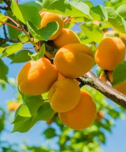 Fast Growing Trees Puget Gold Apricot Tree 8 Fast Growing Trees Puget Gold Apricot Tree