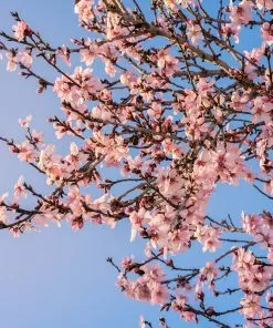 Fast Growing Trees Puget Gold Apricot Tree 9 Fast Growing Trees Puget Gold Apricot Tree