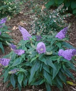 Fast Growing Trees Pugster® Amethyst Butterfly Bush See All Shrubs & Hedges 10 Fast Growing Trees Pugster® Amethyst Butterfly Bush See All Shrubs & Hedges