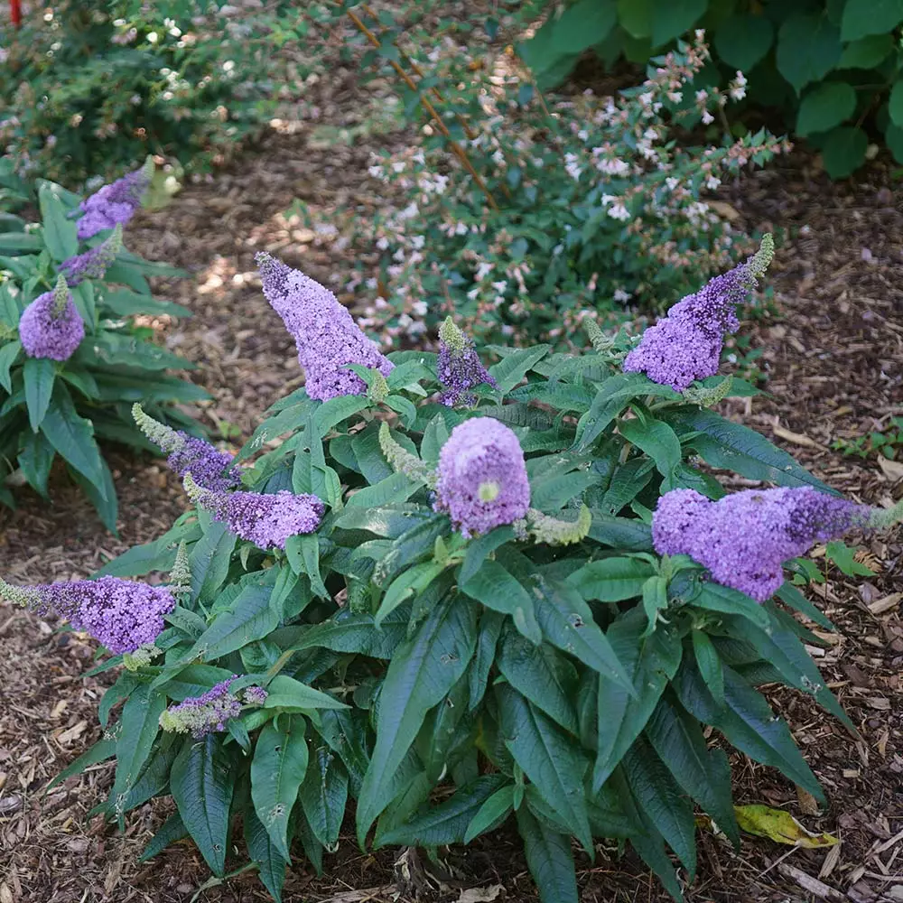 Fast Growing Trees Pugster® Amethyst Butterfly Bush See All Shrubs & Hedges 5 Fast Growing Trees Pugster® Amethyst Butterfly Bush See All Shrubs & Hedges