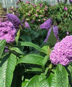Fast Growing Trees Pugster® Amethyst Butterfly Bush See All Shrubs & Hedges 11 Fast Growing Trees Pugster® Amethyst Butterfly Bush See All Shrubs & Hedges