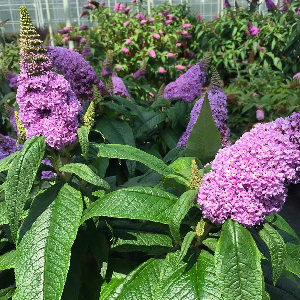 Fast Growing Trees Pugster® Amethyst Butterfly Bush See All Shrubs & Hedges 6 Fast Growing Trees Pugster® Amethyst Butterfly Bush See All Shrubs & Hedges