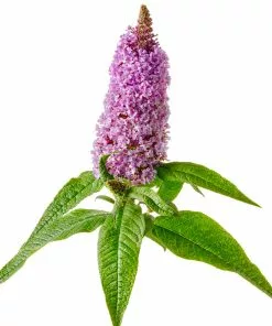 Fast Growing Trees Pugster® Amethyst Butterfly Bush See All Shrubs & Hedges 12 Fast Growing Trees Pugster® Amethyst Butterfly Bush See All Shrubs & Hedges