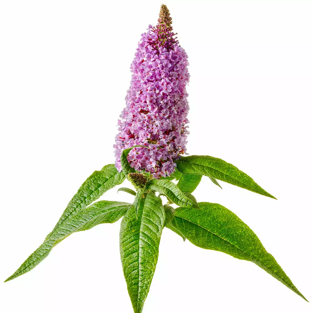 Fast Growing Trees Pugster® Amethyst Butterfly Bush See All Shrubs & Hedges 7 Fast Growing Trees Pugster® Amethyst Butterfly Bush See All Shrubs & Hedges