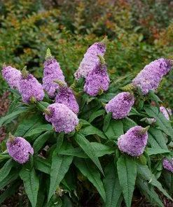 Fast Growing Trees Pugster® Amethyst Butterfly Bush See All Shrubs & Hedges