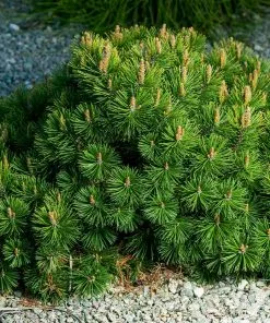Fast Growing Trees Dwarf Mugo Pine Pine Trees 11 Fast Growing Trees Dwarf Mugo Pine Pine Trees