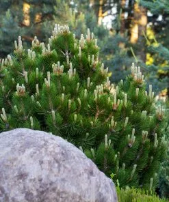 Fast Growing Trees Dwarf Mugo Pine Pine Trees