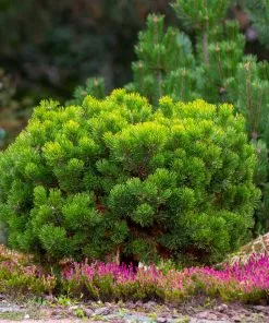 Fast Growing Trees Dwarf Mugo Pine Pine Trees 10 Fast Growing Trees Dwarf Mugo Pine Pine Trees