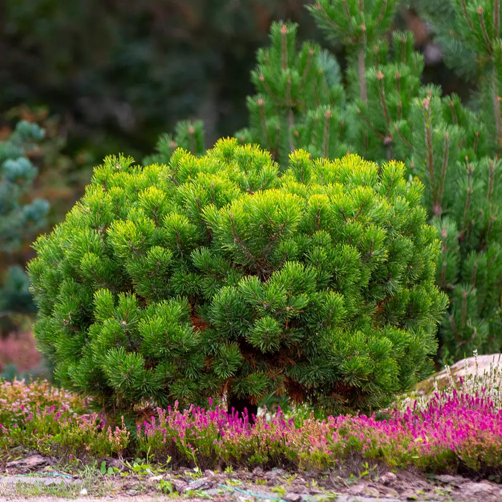 Fast Growing Trees Dwarf Mugo Pine Pine Trees 6 Fast Growing Trees Dwarf Mugo Pine Pine Trees