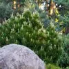Fast Growing Trees Dwarf Mugo Pine Pine Trees 1 Fast Growing Trees Dwarf Mugo Pine Pine Trees