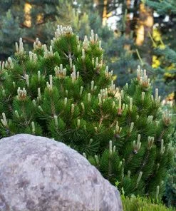 Fast Growing Trees Dwarf Mugo Pine Pine Trees