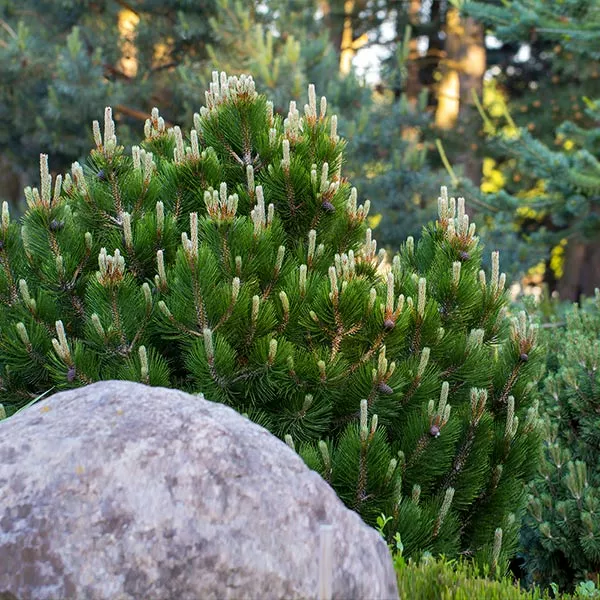 Fast Growing Trees Dwarf Mugo Pine Pine Trees 3 Fast Growing Trees Dwarf Mugo Pine Pine Trees