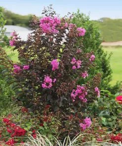 Fast Growing Trees Black Diamond® Crape Myrtle - Purely Purple™ Crape Myrtles