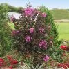 Fast Growing Trees Black Diamond® Crape Myrtle - Purely Purple™ Crape Myrtles 1 Fast Growing Trees Black Diamond® Crape Myrtle - Purely Purple™ Crape Myrtles