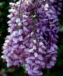 Fast Growing Trees See All Shrubs & Hedges Purple Wisteria Vine 7 Fast Growing Trees See All Shrubs & Hedges Purple Wisteria Vine
