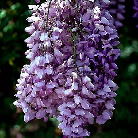Fast Growing Trees See All Shrubs & Hedges Purple Wisteria Vine 5 Fast Growing Trees See All Shrubs & Hedges Purple Wisteria Vine