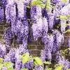 Fast Growing Trees See All Shrubs & Hedges Purple Wisteria Vine 1 Fast Growing Trees See All Shrubs & Hedges Purple Wisteria Vine