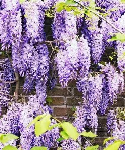 Fast Growing Trees See All Shrubs & Hedges Purple Wisteria Vine
