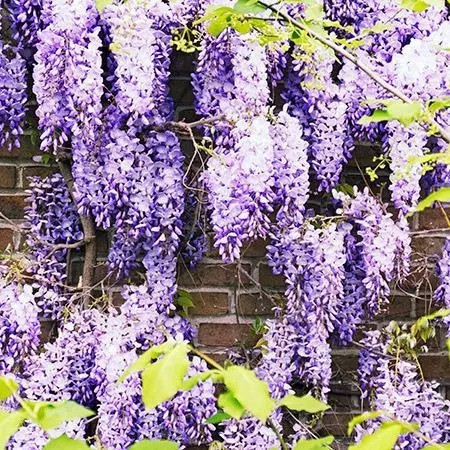 Fast Growing Trees See All Shrubs & Hedges Purple Wisteria Vine 4 Fast Growing Trees See All Shrubs & Hedges Purple Wisteria Vine