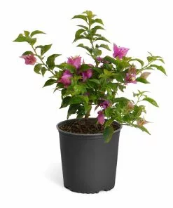 Fast Growing Trees New River Purple Bougainvillea See All Shrubs & Hedges 21 Fast Growing Trees New River Purple Bougainvillea See All Shrubs & Hedges