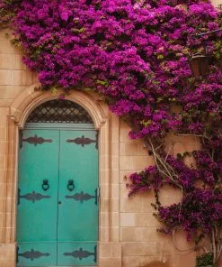 Fast Growing Trees New River Purple Bougainvillea See All Shrubs & Hedges