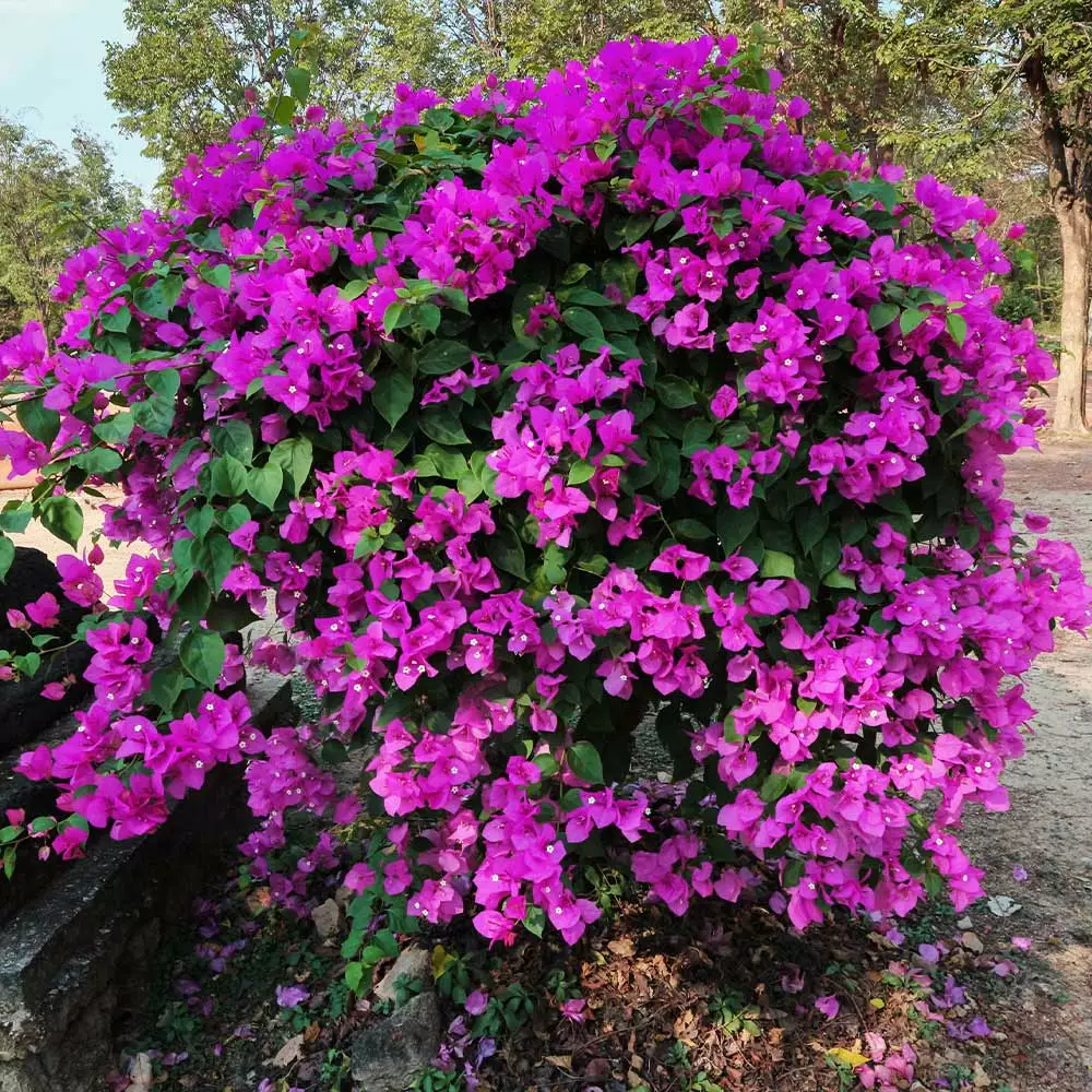Fast Growing Trees New River Purple Bougainvillea See All Shrubs & Hedges 5 Fast Growing Trees New River Purple Bougainvillea See All Shrubs & Hedges