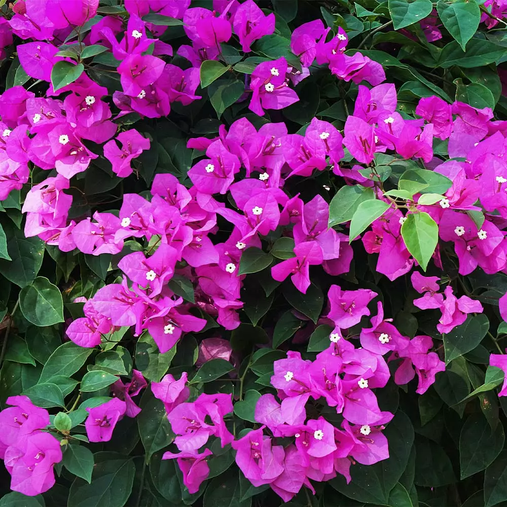 Fast Growing Trees New River Purple Bougainvillea See All Shrubs & Hedges 9 Fast Growing Trees New River Purple Bougainvillea See All Shrubs & Hedges