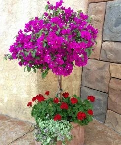 Fast Growing Trees New River Purple Bougainvillea See All Shrubs & Hedges 17 Fast Growing Trees New River Purple Bougainvillea See All Shrubs & Hedges