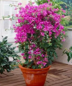 Fast Growing Trees New River Purple Bougainvillea See All Shrubs & Hedges 18 Fast Growing Trees New River Purple Bougainvillea See All Shrubs & Hedges