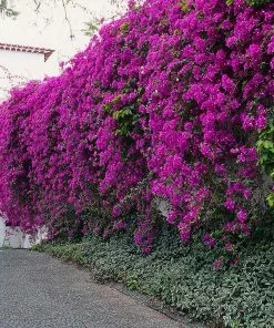 Fast Growing Trees New River Purple Bougainvillea See All Shrubs & Hedges 20 Fast Growing Trees New River Purple Bougainvillea See All Shrubs & Hedges