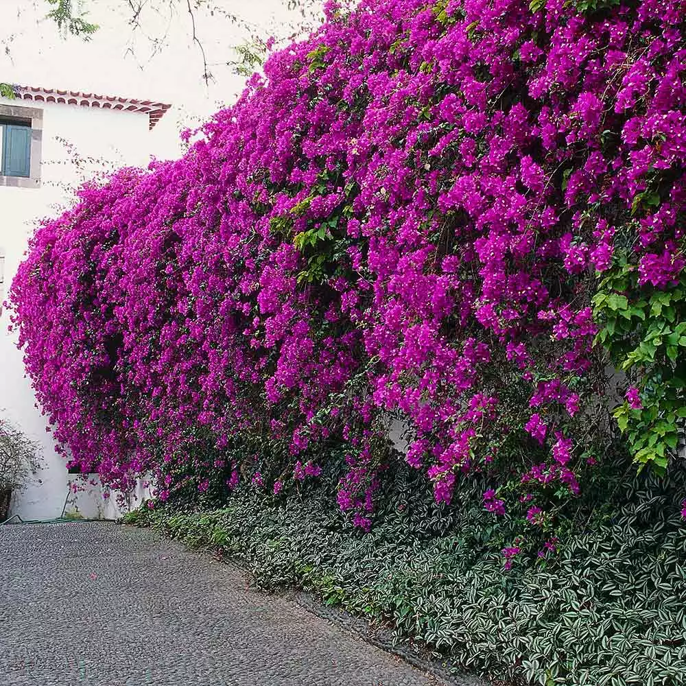 Fast Growing Trees New River Purple Bougainvillea See All Shrubs & Hedges 10 Fast Growing Trees New River Purple Bougainvillea See All Shrubs & Hedges