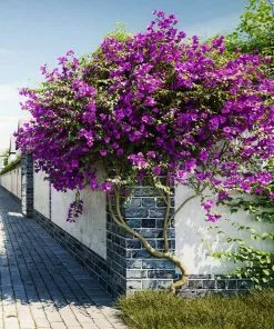 Fast Growing Trees New River Purple Bougainvillea See All Shrubs & Hedges 16 Fast Growing Trees New River Purple Bougainvillea See All Shrubs & Hedges
