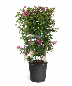 Fast Growing Trees New River Purple Bougainvillea See All Shrubs & Hedges 22 Fast Growing Trees New River Purple Bougainvillea See All Shrubs & Hedges