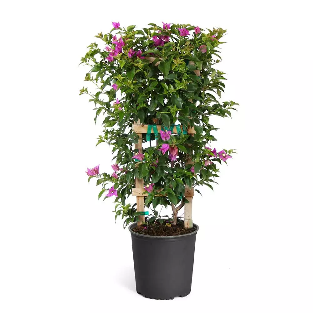 Fast Growing Trees New River Purple Bougainvillea See All Shrubs & Hedges 12 Fast Growing Trees New River Purple Bougainvillea See All Shrubs & Hedges