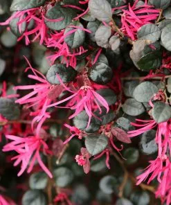 Fast Growing Trees Purple Daydream® Dwarf Loropetalum 11 Fast Growing Trees Purple Daydream® Dwarf Loropetalum