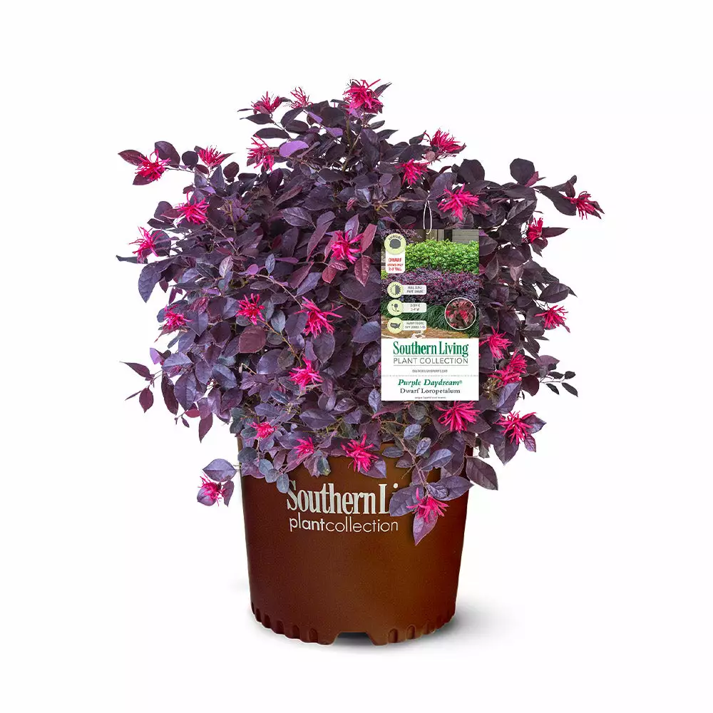 Fast Growing Trees Purple Daydream® Dwarf Loropetalum 8 Fast Growing Trees Purple Daydream® Dwarf Loropetalum