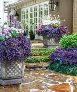 Fast Growing Trees Purple Daydream® Dwarf Loropetalum