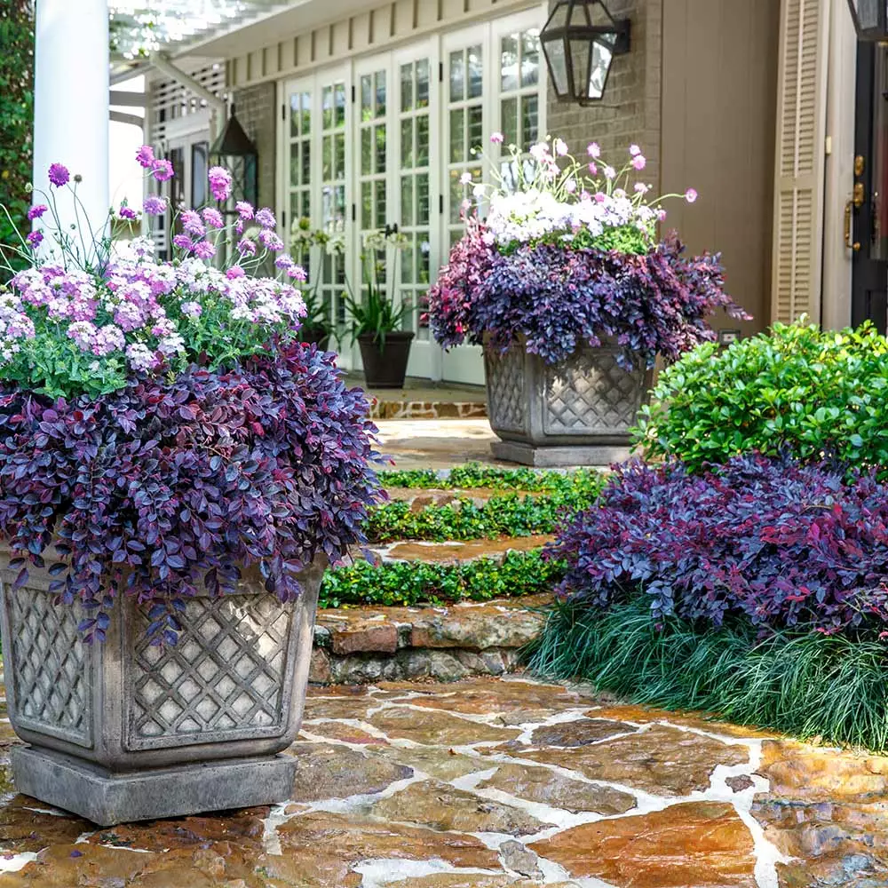 Fast Growing Trees Purple Daydream® Dwarf Loropetalum 4 Fast Growing Trees Purple Daydream® Dwarf Loropetalum