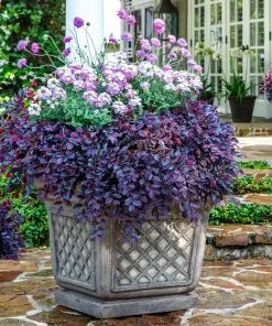 Fast Growing Trees Purple Daydream® Dwarf Loropetalum 12 Fast Growing Trees Purple Daydream® Dwarf Loropetalum