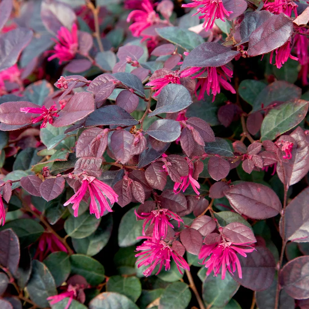 Fast Growing Trees Purple Diamond® Semi-Dwarf Loropetalum 5 Fast Growing Trees Purple Diamond® Semi-Dwarf Loropetalum