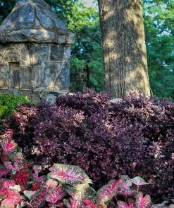 Fast Growing Trees Purple Diamond® Semi-Dwarf Loropetalum 11 Fast Growing Trees Purple Diamond® Semi-Dwarf Loropetalum